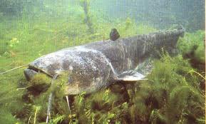 Ecologista quiere que se prohiba la pesca en Iznájar ante la presencia de siluros